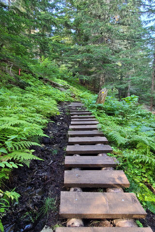 Whispers of the Forest: The Enchanted Bridge