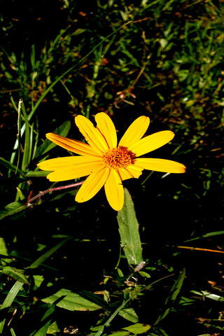 Sunshine in Bloom: The Flores Flower 🌼