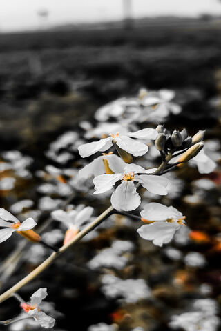 Whispers of Elegance: The Enigmatic Flower