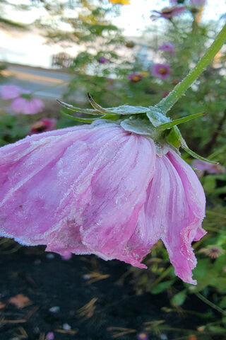 Frozen Cosmo