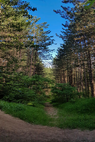 Whispers of the Woodland Trail 🌲✨