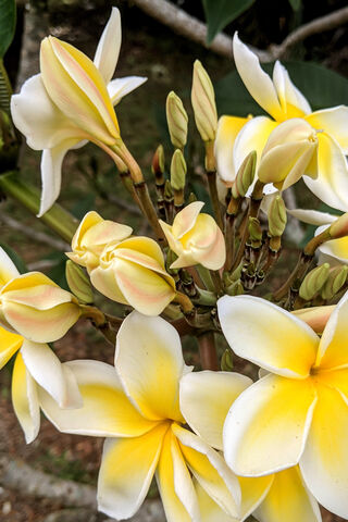 Frangipani Bliss: Nature's Tropical Delight 🌺✨