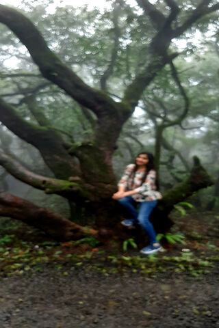 Whispering Woods: A Solitary Moment 🌲✨