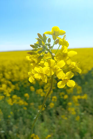 Golden Blooms: A Field of Sunshine 🌼✨