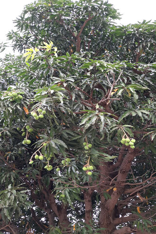 Frootie Pie: Nature's Sweet Delight 🍏🌳