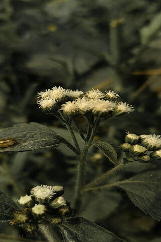 Whispers of Nature: The Delicate Flower 🌼✨