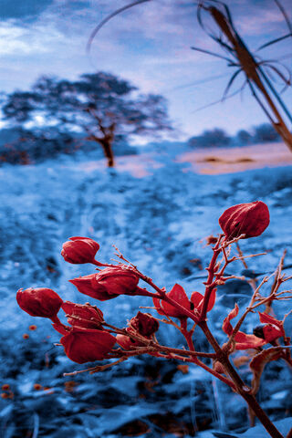 Crimson Blooms in a Blue World 🌸💙
