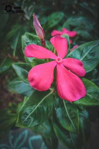 Blossom of Joy: The Vibrant Pink Flower 🌸
