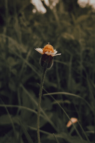 Whispers of Nature: The Delicate Flower 🌼