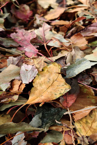 Autumn's Colorful Carpet 🍂✨