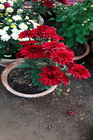 Blooming Beauty: A Burst of Red 🌺