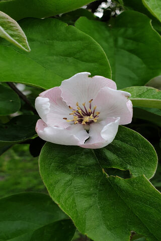 Blossom of Serenity 🌸