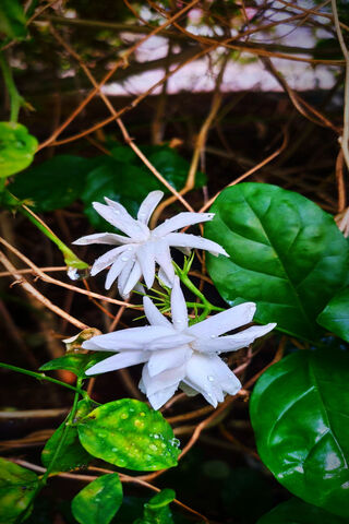 Whispers of Jasmine: Nature's Sweet Serenade 🌼✨