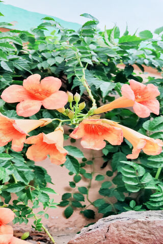 Blossoms of Joy 🌸