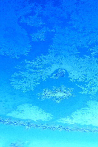 Frosty Whispers: Nature's Icy Art ❄️✨