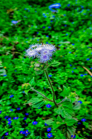 Nature's Vibrant Symphony 🌼🎶