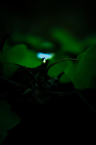 Emerald Essence: Nature's Glimmer