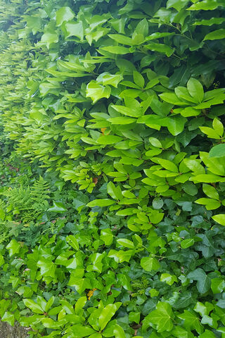 Green Bush1