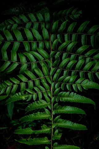 Lush Green Serenity: Nature's Embrace 🌿