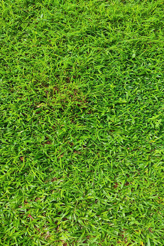 Lush Green Oasis: Nature's Carpet 🌿