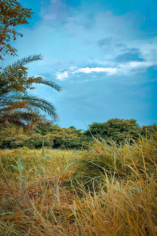 Nature's Serenity: A Tranquil Escape 🌳🌾