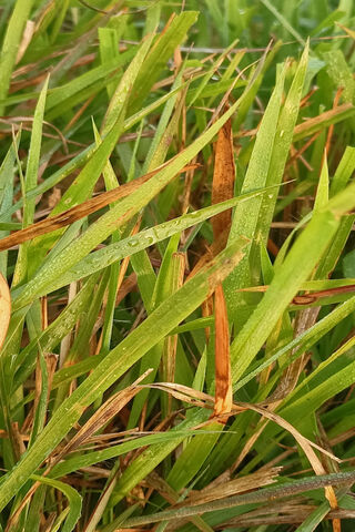 Nature's Green Carpet 🌿✨