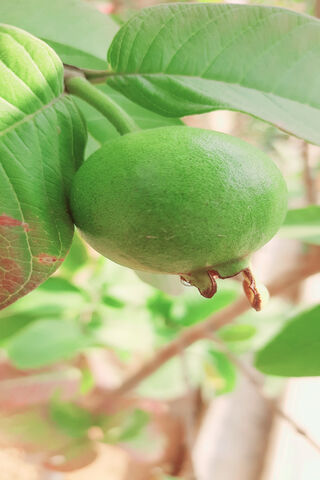 Fresh Guava: Nature's Green Delight 🍏🌿