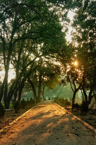 Sunlit Serenity: A Path Through Nature 🌳✨