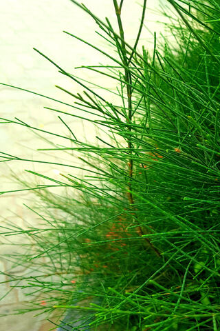 Lush Green Serenity 🌿