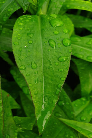 Nature's Refreshing Embrace 🌿💧