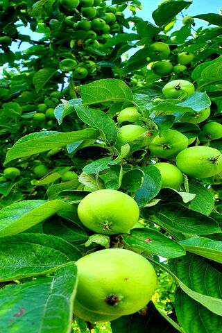 Green Apples