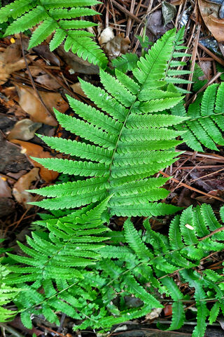 Lush Greenery: Nature's Embrace 🌿