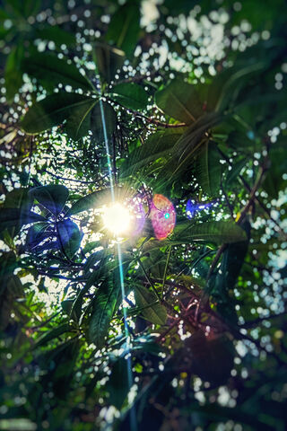 Sunlit Serenity: Embracing Nature's Glow 🌿☀️