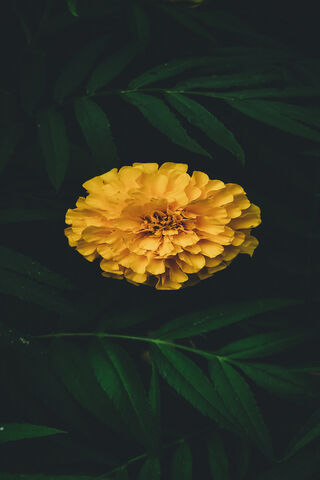 Golden Beauty: The Gendha Fool 🌼✨