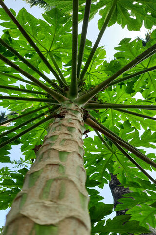 Lush Canopy: Nature's Green Embrace 🌿