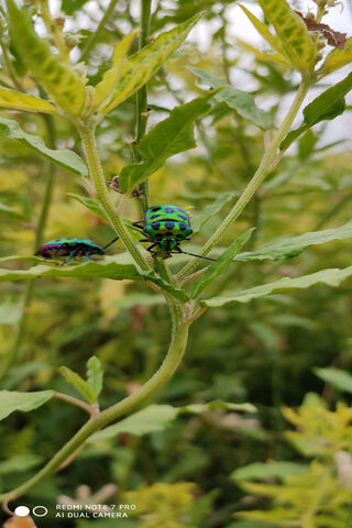 Green Insect