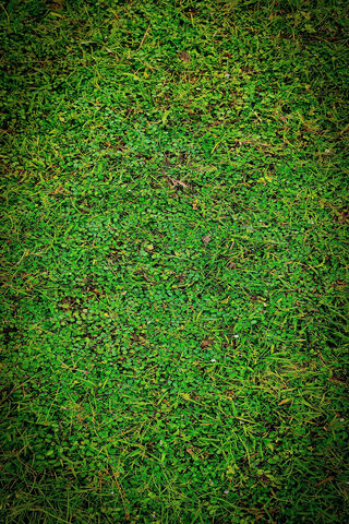 Lush Green Carpet of Nature 🌿