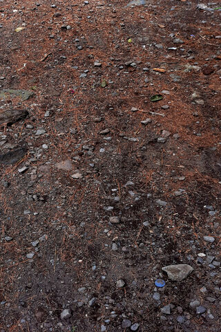 Nature's Canvas: The Ground Beneath Us 🌍✨