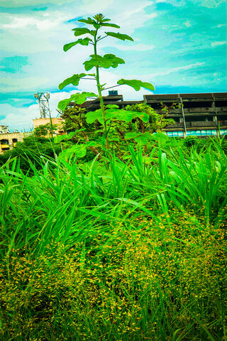 Lush Life: Nature's Green Canvas 🌿