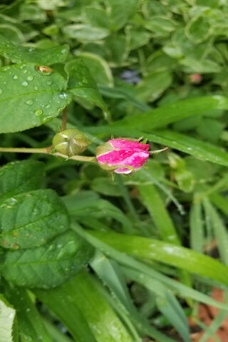 Blossoming Beauty: The Garden Bud Awakens 🌸