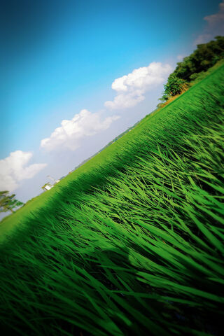 Emerald Waves of Nature 🌾✨