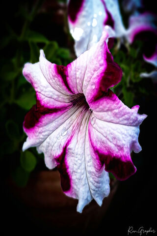 Hibiscus Flower