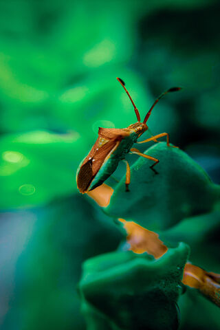 Nature's Tiny Marvel: The Insect Explorer 🐞🌿