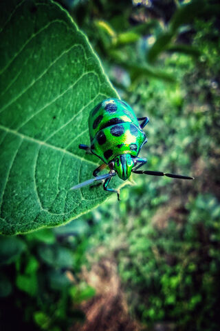 The Vibrant Jewel of the Garden 🌿✨