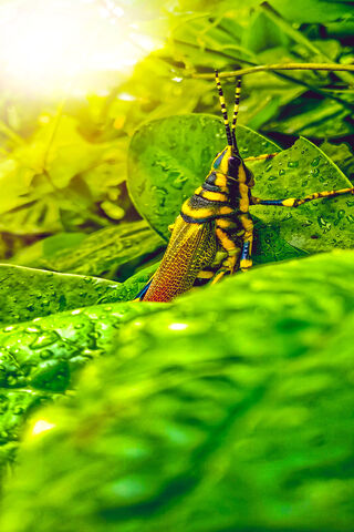 Nature's Colorful Acrobat: The Insect World