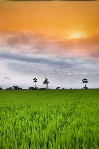 Indian Flag Scenery