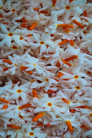 Jasmine Dreams: A Floral Symphony 🌸✨