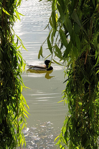 Serenity at Lake Duck 🦆🌿