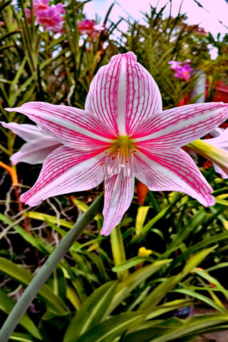 Blossoming Beauty: The Lovely Flower 🌸