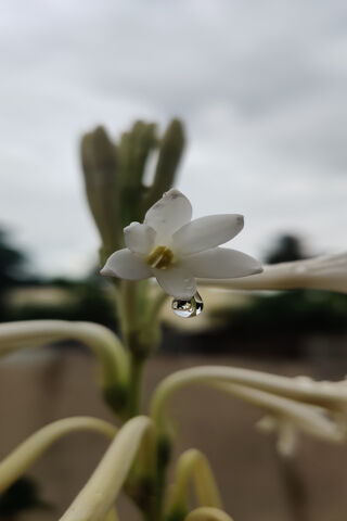 Morning Serenity: A Lily's Embrace